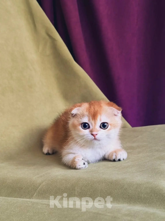 Кошки в Сочи: Шотландская кошечка Девочка, 35 000 руб. - фото 2