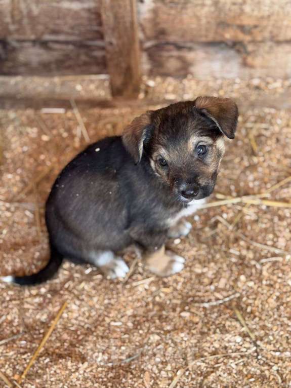 Собаки в Королеве: Щенки метисы овчарки Девочка, Бесплатно - фото 5