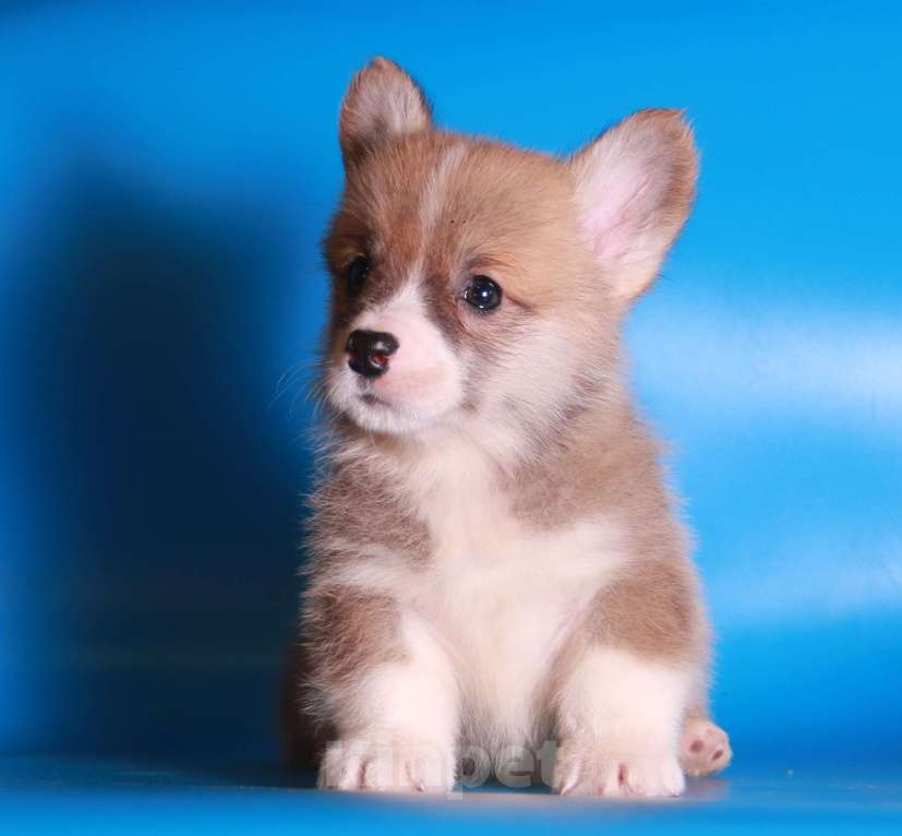 Собаки в Москве: вельш корги пемброк щенки Девочка, 80 000 руб. - фото 3