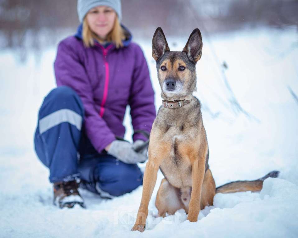 Собаки в Химках: Найк в самые лучшие руки Мальчик, Бесплатно - фото 5