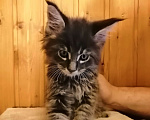 Кошки в Калуге: Котята майн-кун Мальчик, 18 000 руб. - фото 1