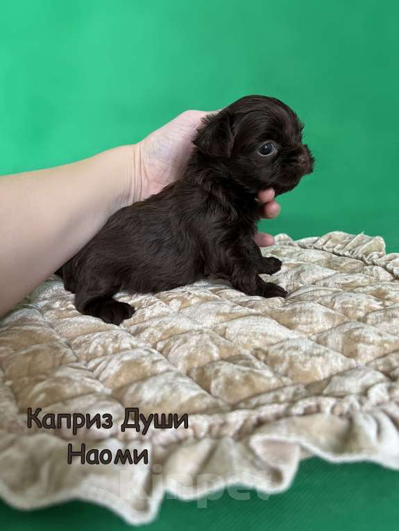 Собаки в Сосновом Бору: Девочка темный шоколад Наоми Девочка, 180 000 руб. - фото 4