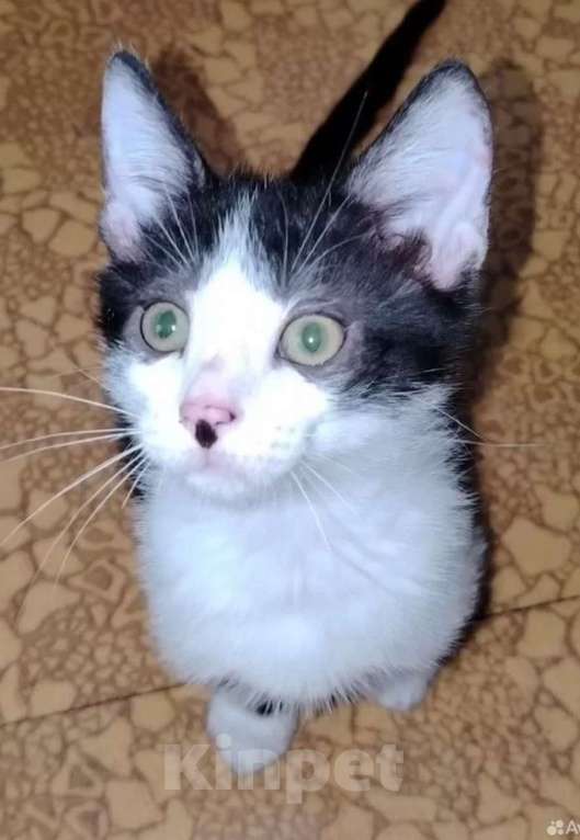 Кошки в Москве: Мурзик в добрые руки Мальчик, 100 руб. - фото 3