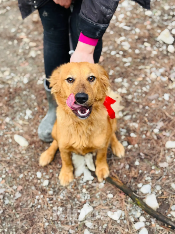 Собаки в Новороссийске: Тая,хочу домой Девочка, 99 руб. - фото 1