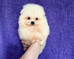 Собаки в Москве: Мальчик крем Мальчик, 30 000 руб. - фото 1