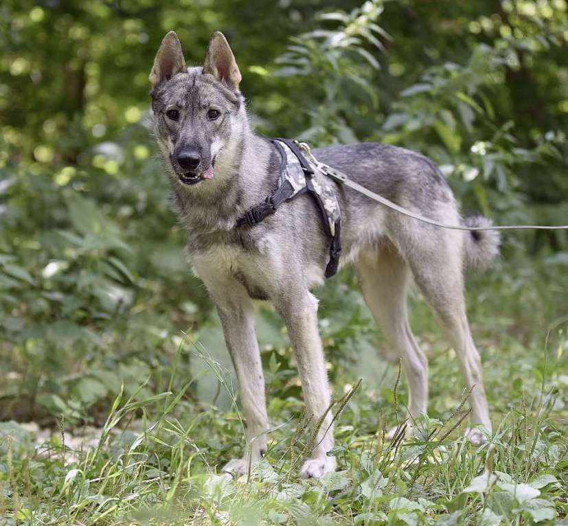 Собаки в Москве: Энергичный Харди ищет дом! Мальчик, Бесплатно - фото 4