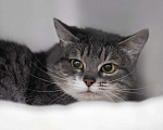 Кошки в Москве: Серебристая кошечка в добрые руки  Девочка, Бесплатно - фото 1
