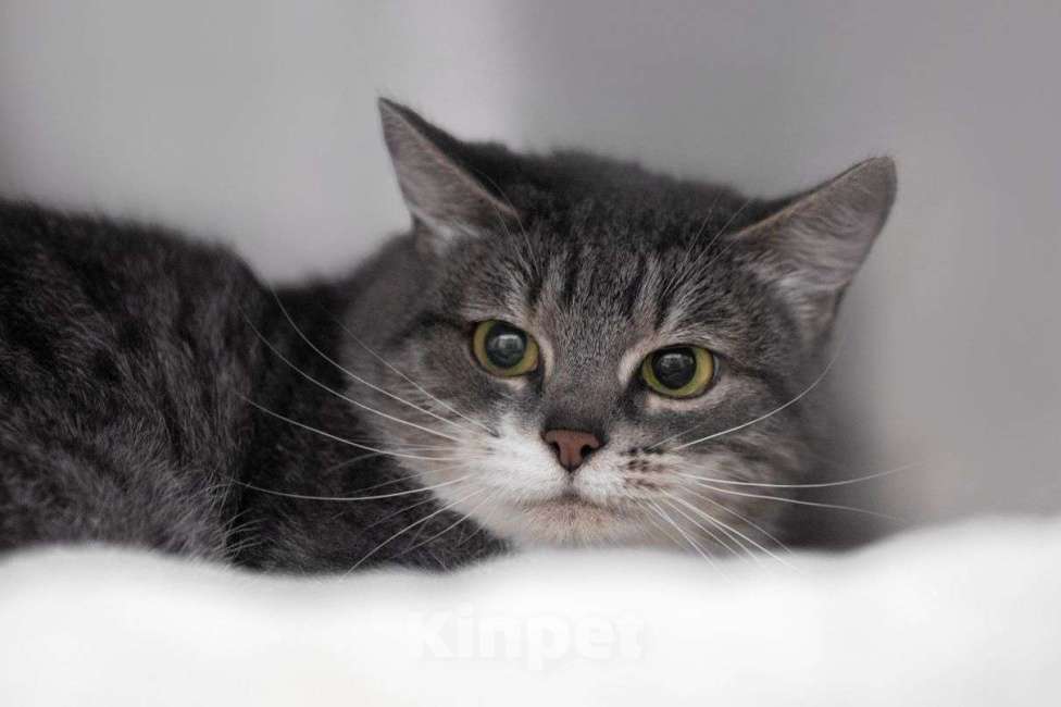 Кошки в Москве: Серебристая кошечка в добрые руки  Девочка, Бесплатно - фото 1