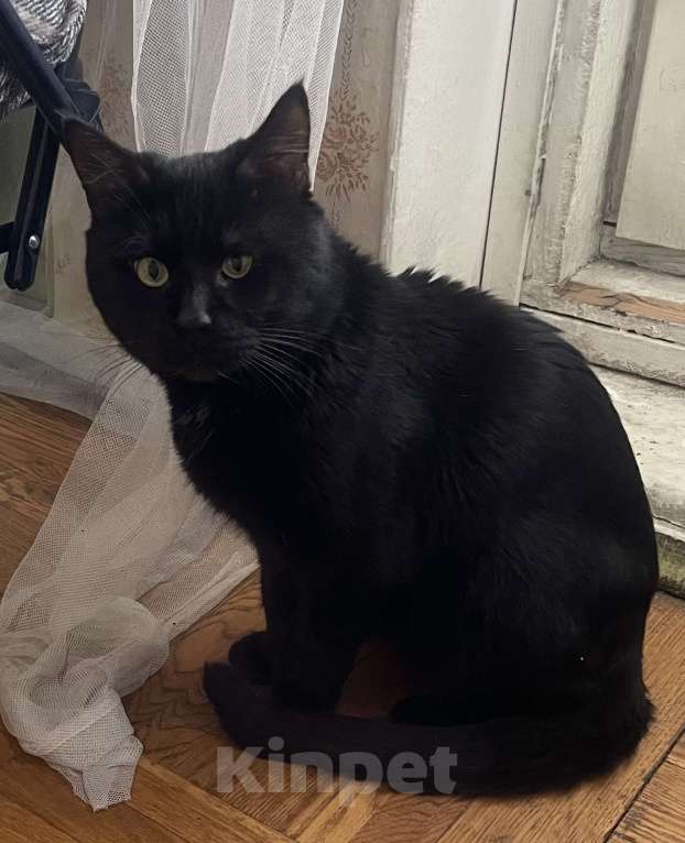 Кошки в Санкт-Петербурге: Потерялся кот!!! Мальчик, 5 000 руб. - фото 1