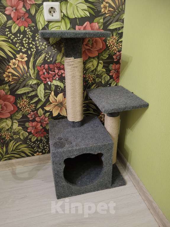 Кошки в Красноярске: Ласковый, умный котик Мальчик, Бесплатно - фото 2