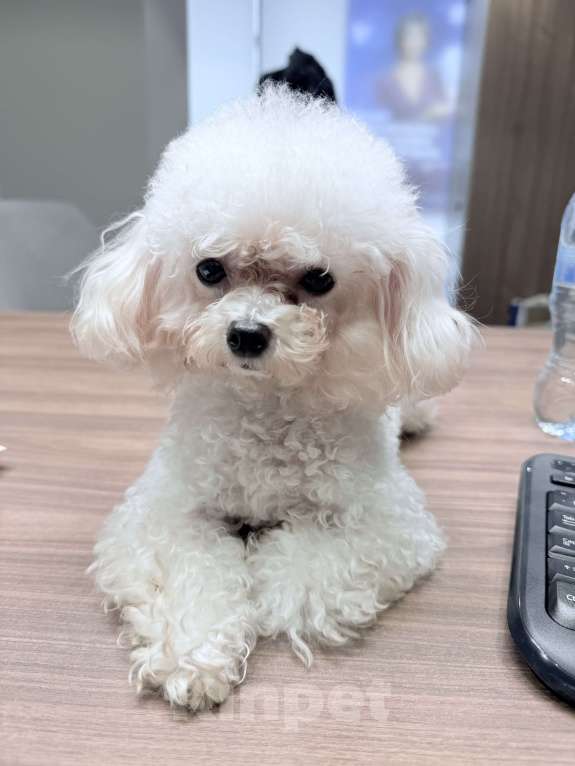 Собаки в Москве:  Той-пудель, настоящий Teacup , импорт из Kитая 🇨🇳  Девочка, 250 000 руб. - фото 2