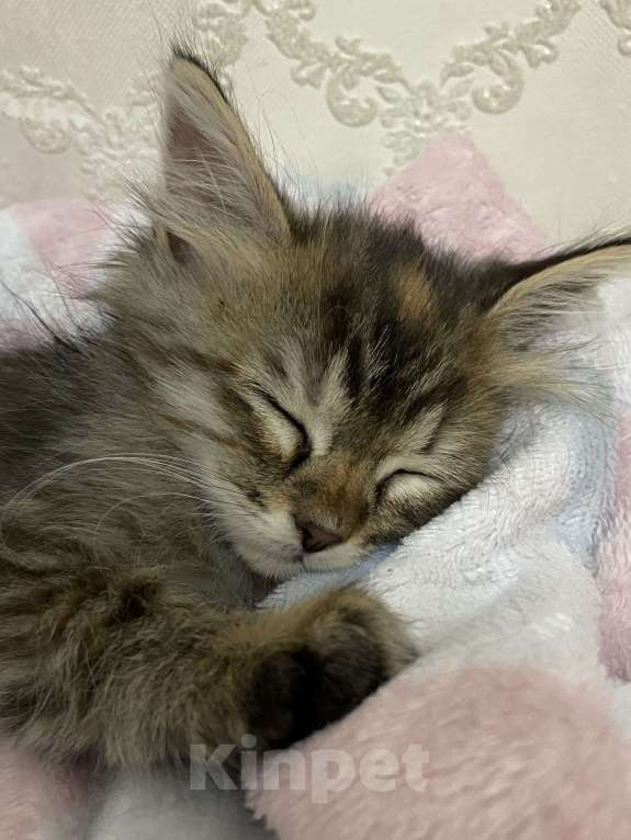 Кошки в Махачкале: Отдам котёнка в добрые руки!!! Девочка, Бесплатно - фото 2