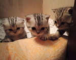 Кошки в Иваново: Кот на вязку, 1 500 руб. - фото 9