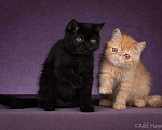 Кошки в Ливны: Котята экзоты, 25 000 руб. - фото 5