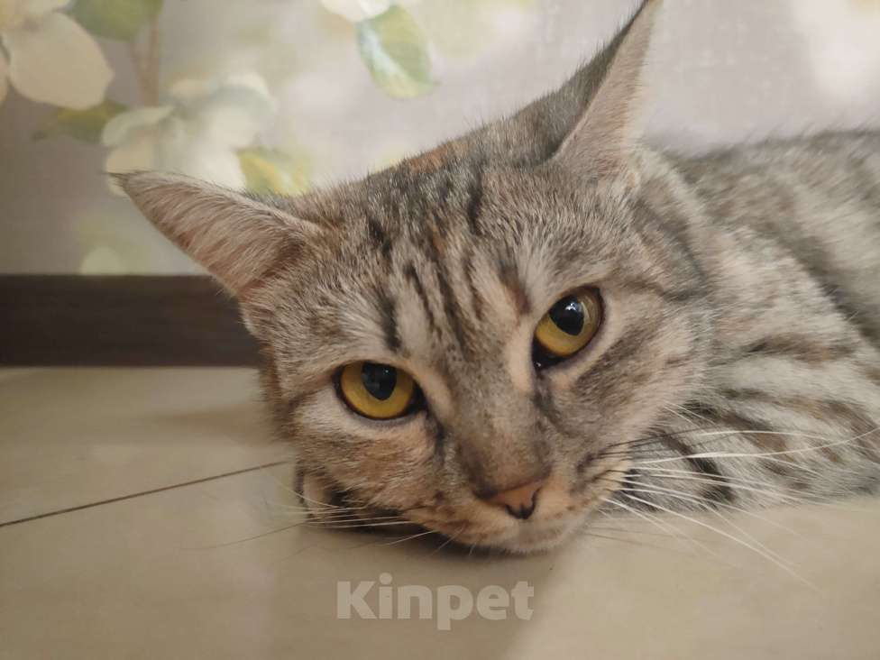 Кошки в Омске: Найденная кошка  Девочка, Бесплатно - фото 2