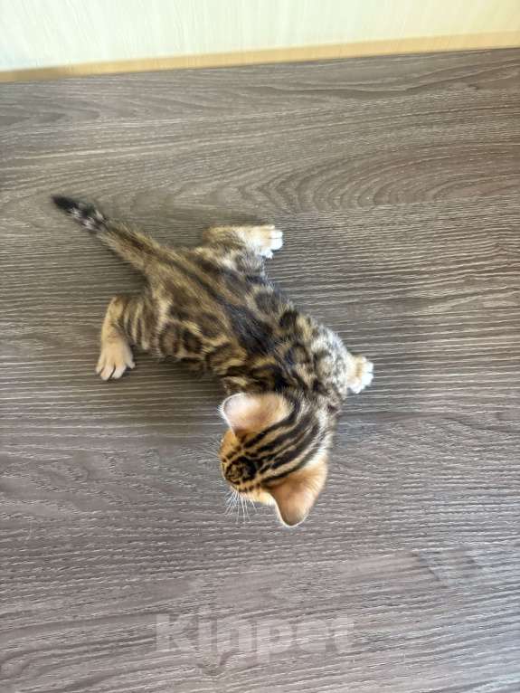 Кошки в Екатеринбурге: Бенгальские чистокровные котята с документами Мальчик, 10 000 руб. - фото 4
