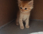 Кошки в Рязани: Котёнок мальчик Мальчик, 5 000 руб. - фото 1