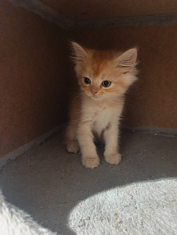 Котёнок мальчик