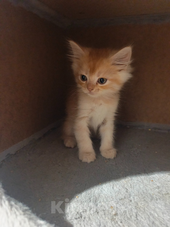 Кошки в Рязани: Котёнок мальчик Мальчик, 5 000 руб. - фото 1