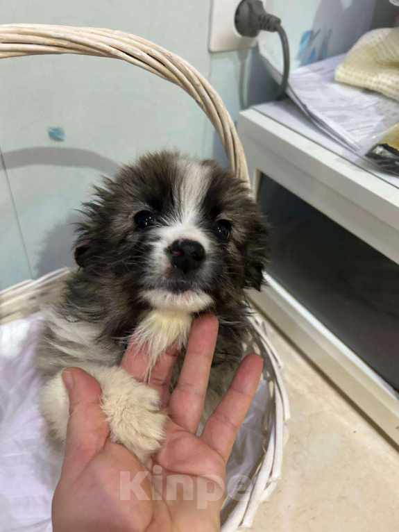 Собаки в Москве: Маленький щенок ищет дом! Девочка, Бесплатно - фото 1