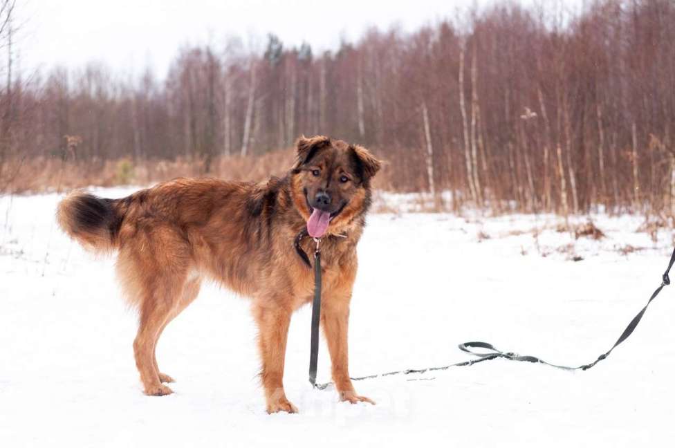 Собаки в Ногинске: Рыже-лохматое солнышко Нильс ищет дом Мальчик, Бесплатно - фото 4