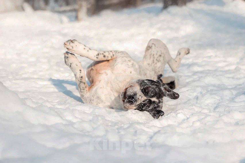 Собаки в Москве: Красивый пёс необычного окраса ищет дом Мальчик, 1 руб. - фото 2