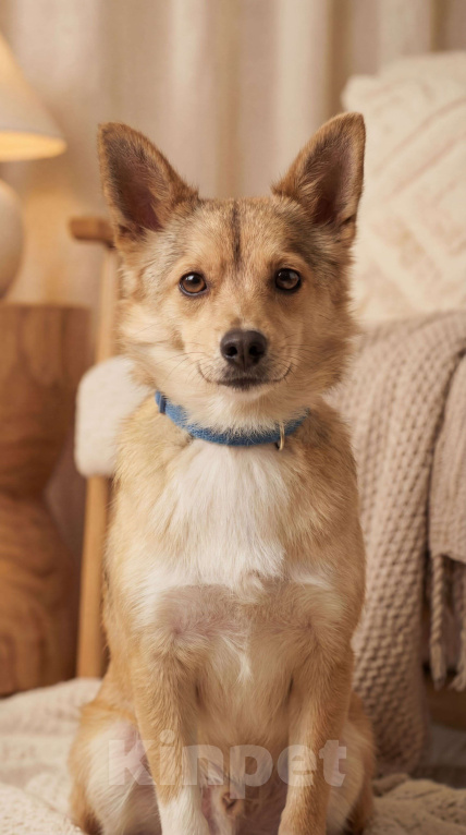 Собаки в Москве: Лисичка Соня Девочка, Бесплатно - фото 1