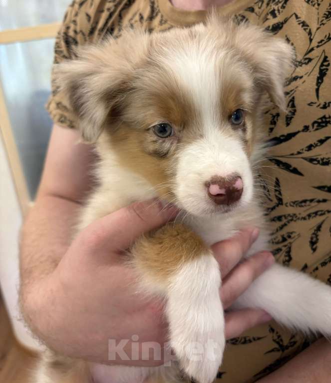 Собаки в других городах Ленинградской области: Мальчик красный мрамор  Мальчик, 60 000 руб. - фото 4