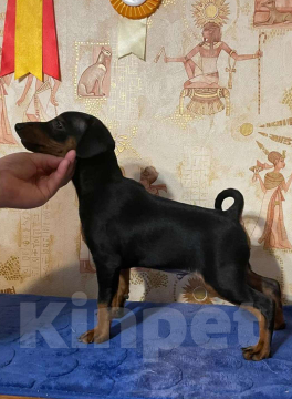 Собаки в других городах Ленинградской области: Породные щенки цвергпинчера Мальчик, 50 000 руб. - фото 3