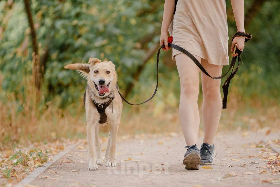 Собаки в Москве: Лада Девочка, Бесплатно - фото 2