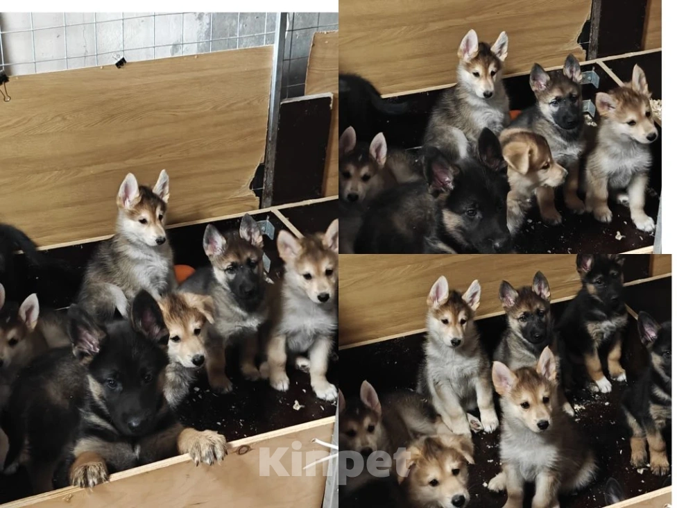 Собаки в Москве: Щенки волкособа Разнополые, 8 000 руб. - фото 3