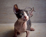 Кошки в Краснодаре: Котёнок Сфинкс Эльф девочка Девочка, Бесплатно - фото 1