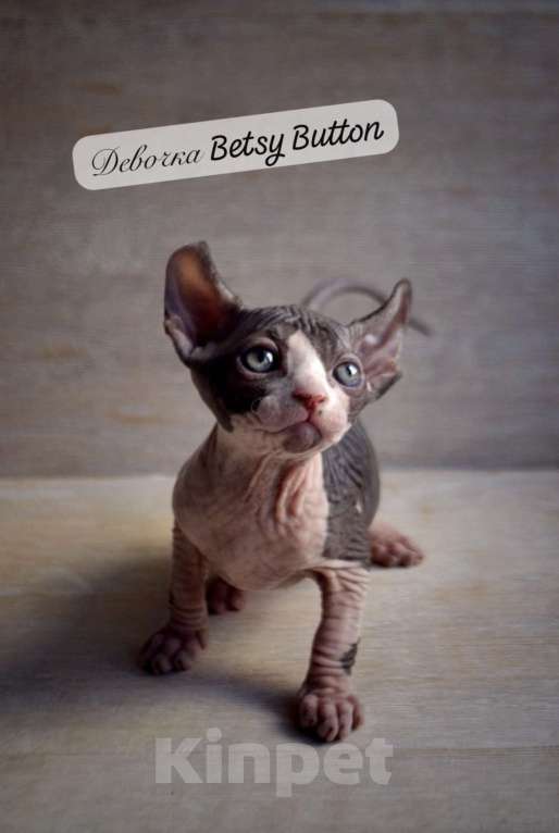 Кошки в Краснодаре: Котёнок Сфинкс Эльф девочка Девочка, Бесплатно - фото 1