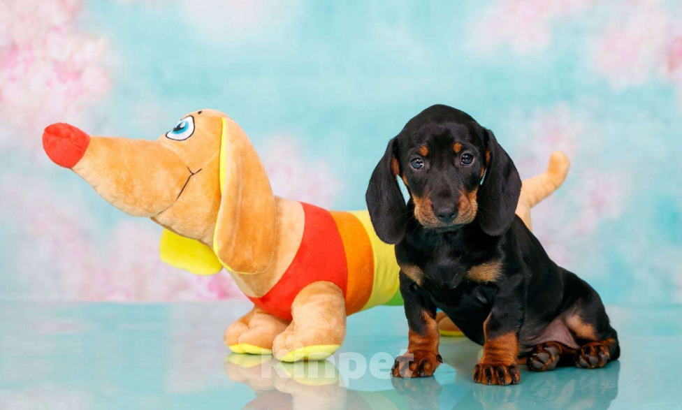 Собаки в Москве: Стандартная девочка такса Девочка, 50 000 руб. - фото 7