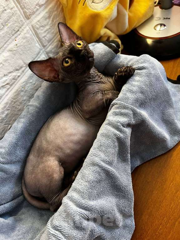 Кошки в Щелково: Котенок бамбино (сфинкс) Мальчик, 50 000 руб. - фото 4