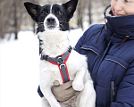 Собаки в Санкт-Петербурге: Миниатюрная Вива в добрые руки Девочка, Бесплатно - фото 2