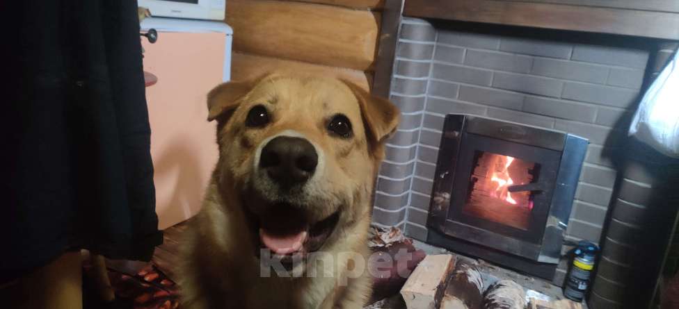 Собаки в Сясьстрое: Розыск. Мальчик, 10 000 руб. - фото 3