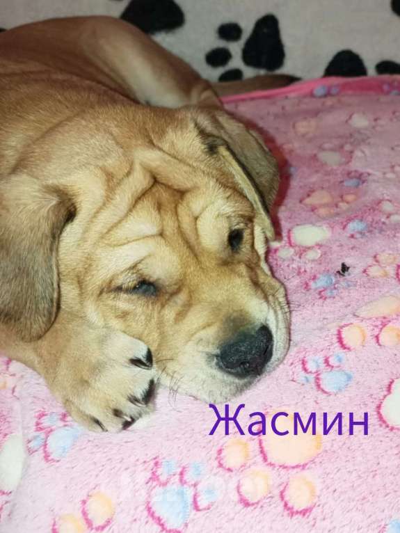 Собаки в Москве: Кадебо Девочка, Бесплатно - фото 1