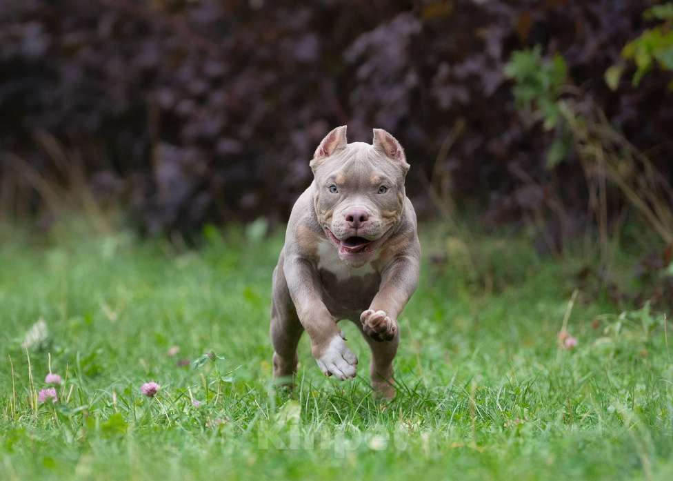 Собаки в Санкт-Петербурге: Предлагаются к продаже щенки американского булли  Мальчик, 100 000 руб. - фото 2