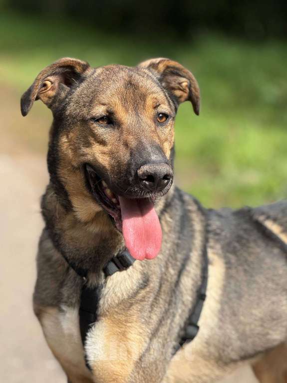 Собаки в Москве: Харви Мальчик, Бесплатно - фото 4