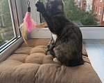 Кошки в Санкт-Петербурге: Котенок Бэсса Девочка, Бесплатно - фото 7