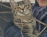 Кошки в Москве: Котята живут под ёлкой Девочка, Бесплатно - фото 2