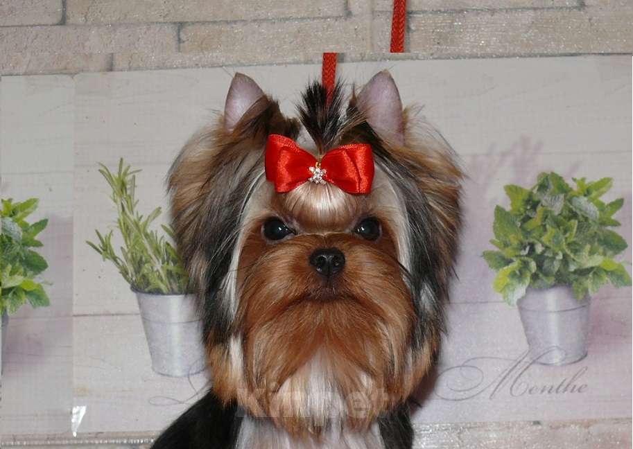 Собаки в Королеве: Йорк девочка, Девочка, 85 000 руб. - фото 6