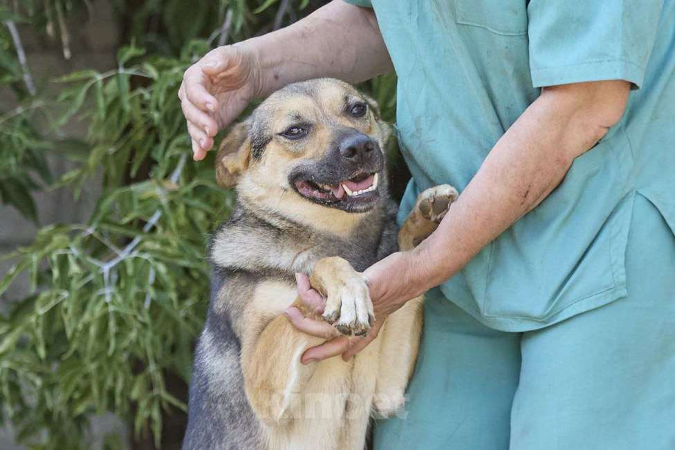 Собаки в Москве: Ода ищет дом Девочка, Бесплатно - фото 3