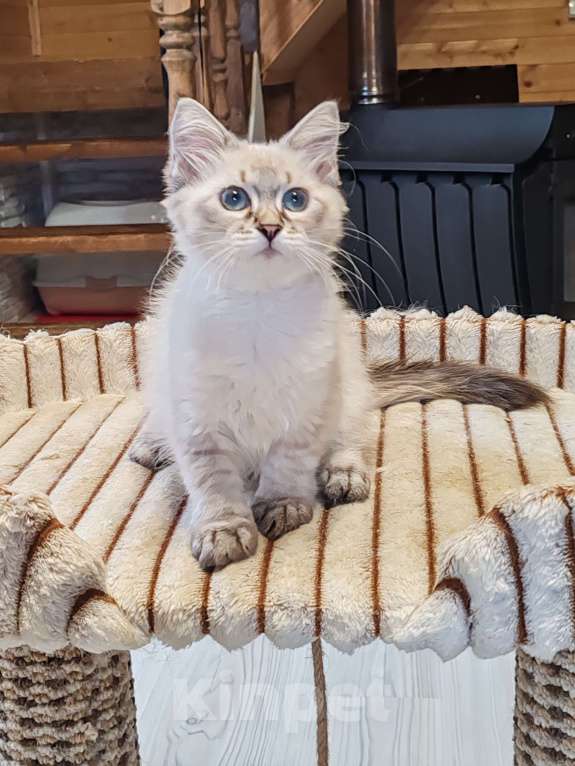 Кошки в других городах Московской области: Девочка Сия Девочка, 35 000 руб. - фото 3