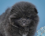Собаки в Всеволожске: Померанский шпиц, девочка Девочка, 1 руб. - фото 2