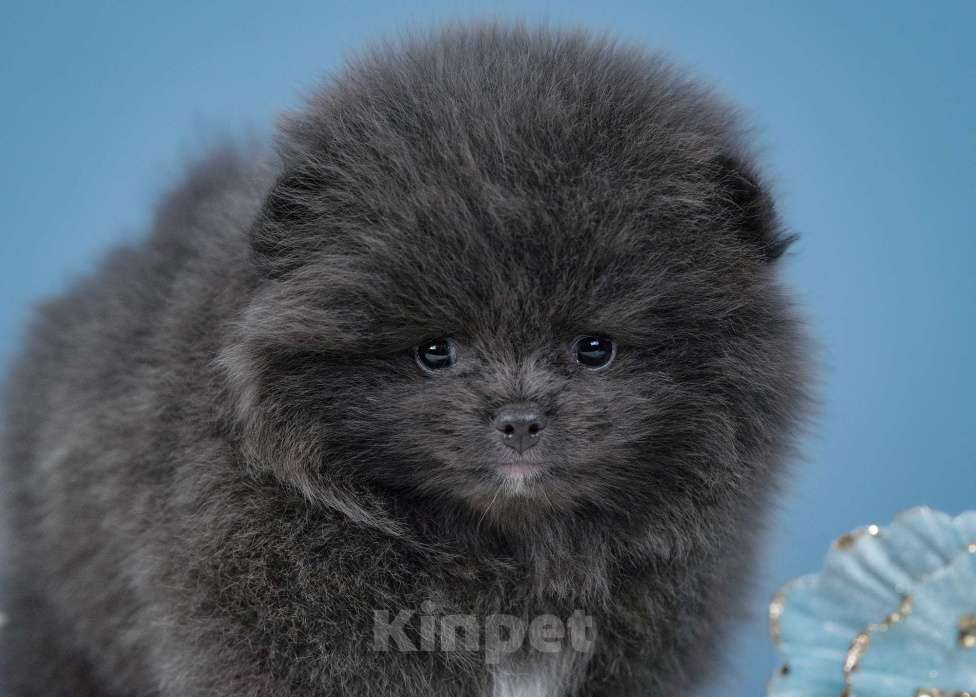 Собаки в Всеволожске: Померанский шпиц, девочка Девочка, 1 руб. - фото 2