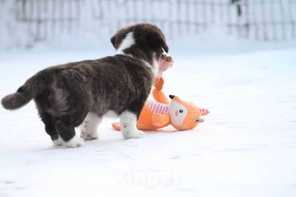 Собаки в Москве: Вельш корги кардиган-девочка Девочка, Бесплатно - фото 10