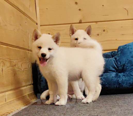 Собаки в Москве: Мальчишки. Белые Сиба ину Мальчик, 60 000 руб. - фото 2