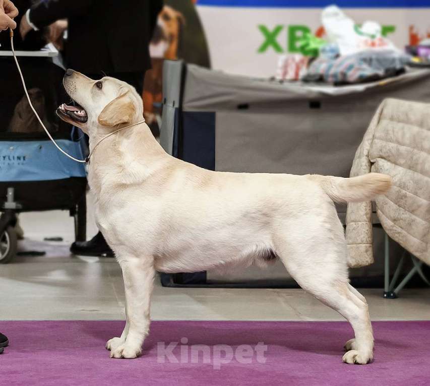 Собаки в Солнечногорске: Лабрадор девочка палевый 4 мес РКФ Девочка, 50 000 руб. - фото 2